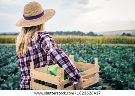 Woman harvesting cabbage at vegetable field. Female farmer with straw hat is holding wooden crate. Gardening and agricultural activity during autumn season Royalty-Free Stock Photo #1821626417