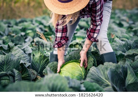 Woman picking cabbage vegetable at field. Female farmer working at her organic farm. Harvesting at autumn season Royalty-Free Stock Photo #1821626420