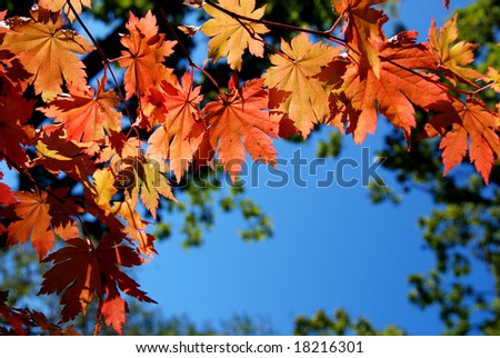 Autumnal ornament, red leaves of maple, frame