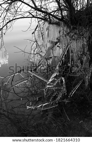black and white photo, landscape. a tree trunk covered with ice is inclined above the water. reflection in water