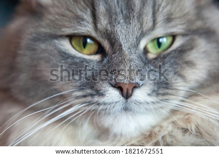 muzzle of gray striped fluffy cat. Siberian kitten with green eyes. Cute picture of animal. Image for veterinary clinics, sites about cats, for cat food.