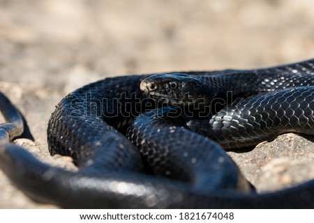 Close up of adult black western whip snake, Hierophis viridiflavus, curled up and basking on a rocky cliff in Malta. Wild reptile in Maltese fauna.