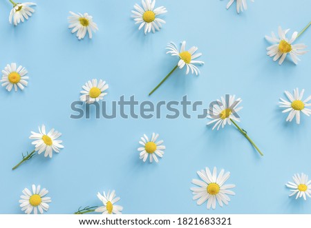 Beautiful Daisy or chamomile pattern. Soft spring daisies on a pastel blue background. Top view. Flat lay