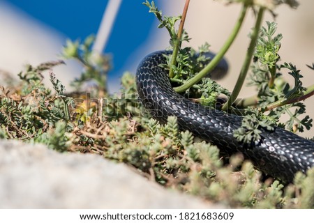 An adult black western whip snake, Hierophis viridiflavus, slithering on rocks and dry vegetation in Malta.