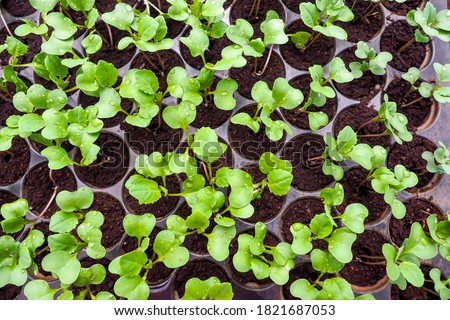 Cantonese vegetables are grown in a separate soil pan for easy cultivation. Bok choy Sapling. Preparation for cultivating vegetables of farmers. Royalty-Free Stock Photo #1821687053