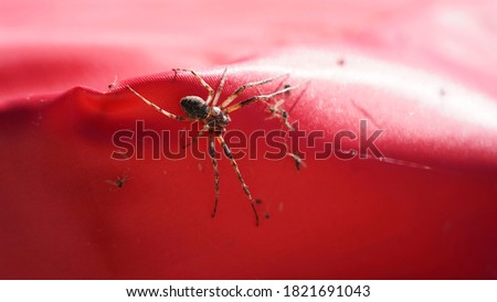 The spider is eating its prey on the red uneven surface.