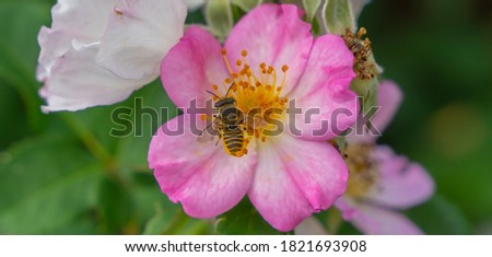 Bee - Apis mellifera - pollinates a blossom of the alpine rose - Rosa pendulina
