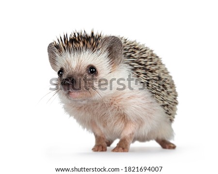 Cute adult African pygmy hedgehog, standing facing front. Looking straight to camera. Isolated on a white background.