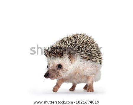 Cute adult African pygmy hedgehog, walking forwards Looking straight ahead. Isolated on a white background.