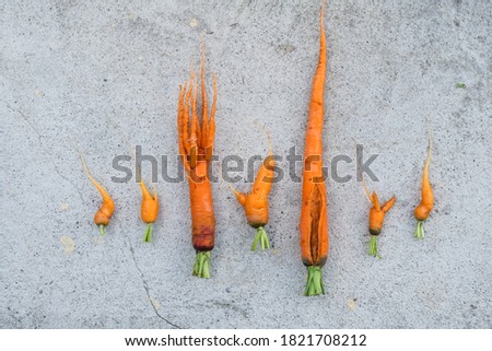 Fresh raw ugly carrot lies on gray concrete surface