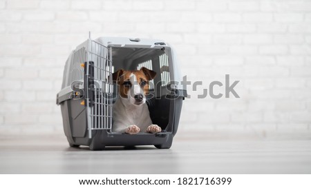 Dog jack russell terrier inside a travel carrier box for animals Royalty-Free Stock Photo #1821716399
