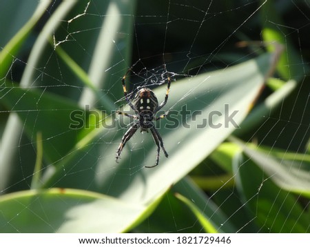 Western Spotted Orbweaver spider in center of web Royalty-Free Stock Photo #1821729446