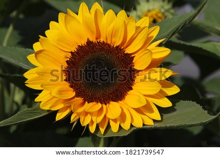 Sunflower head isolated in close up in the sun