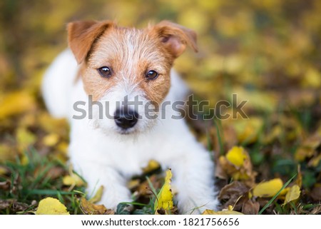Cute happy jack russell terrier pet dog puppy looking in the autumn leaves