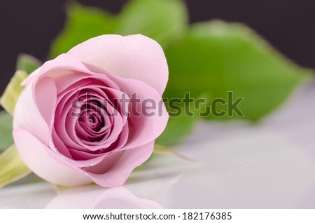 Fuchsia rose on white surface against black background front view 