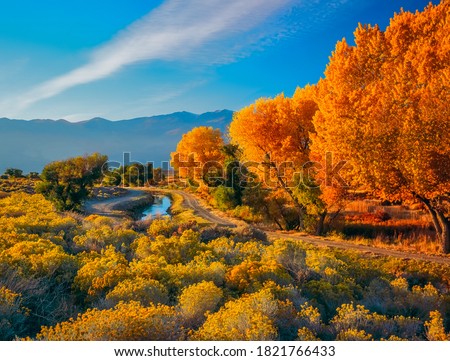 Fall Cottonwoods (Fremont Cottonwood), and Rabbit Bush, or Rabbit Brush grow together in the Owens River Valley, near Bishop, California, USA, with the Sierra Nevada Mountains in the background.