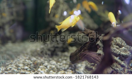 An aquarium with many fish. Yellow fish in the aquarium
