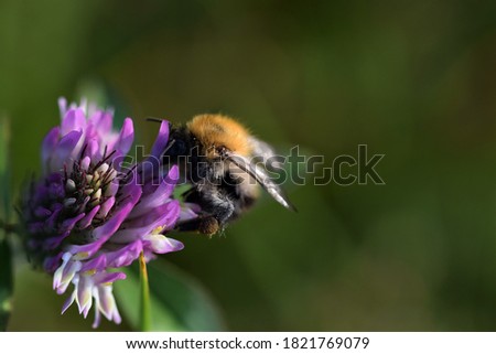 Field bumblebee sucks nectar from a red clover blossom