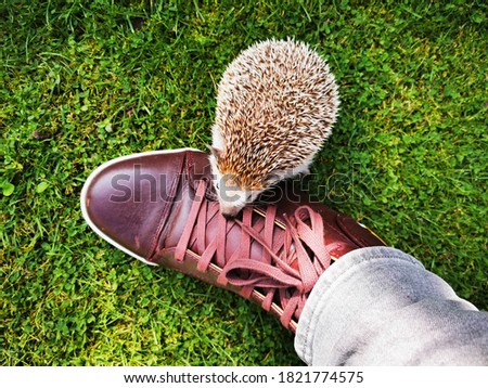 Little cute domestic hedgehog walking on the grass around his owners shoe
