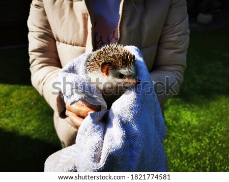 Little happy and cute domestic hedgehog in a towel, held in girls hands