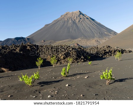 Traditional viniculture in the Cha de Caldeiras, . Stratovolcano mount Pico do Fogo. Fogo Island (Ilha do Fogo), part of Cape Verde. Royalty-Free Stock Photo #1821791954