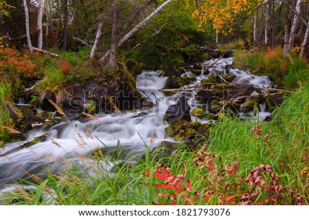 Early fall colours glow along the banks of a creek near the Ingraham Trail in Canada's Northwest Territories Royalty-Free Stock Photo #1821793076