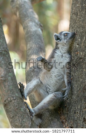Africa, Madagascar, Isalo National Park. Ring-tailed lemur sitting in the fork of a tree to keep cool during the heat of the day.