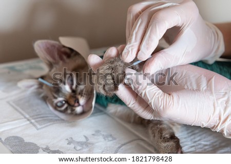 small cat is having acupuncture at home Royalty-Free Stock Photo #1821798428