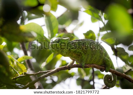 Green well-masked Chameleon walking  on the tree branch in Madagascar