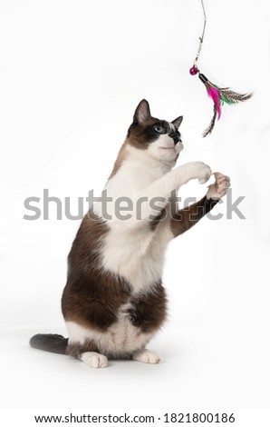white and brown standing cat playing with a feather toy Royalty-Free Stock Photo #1821800186