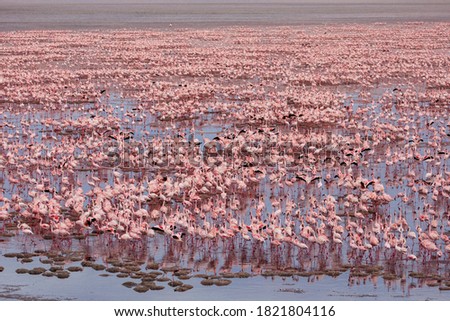 Africa, Tanzania, Aerial view of vast flock of Lesser Flamingos (Phoenicoparrus minor) nesting in shallow salt waters of Lake Natron Royalty-Free Stock Photo #1821804116