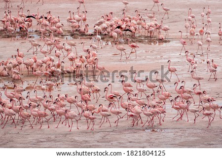 Africa, Tanzania, Aerial view of vast flock of Lesser Flamingos (Phoenicoparrus minor) nesting in shallow salt waters of Lake Natron Royalty-Free Stock Photo #1821804125