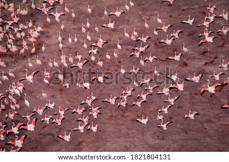 Africa, Tanzania, Aerial view of vast flock of Lesser Flamingos (Phoenicoparrus minor) walking through nesting grounds in shallow salt waters of Lake Natron Royalty-Free Stock Photo #1821804131