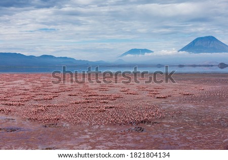 Africa, Tanzania, Aerial view of Ol Doinyo Lengai volcano looming above vast flock of Lesser Flamingos (Phoenicoparrus minor) nesting in shallow salt waters of Lake Natron Royalty-Free Stock Photo #1821804134
