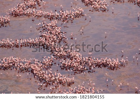 Africa, Tanzania, Aerial view of vast flock of Lesser Flamingos (Phoenicoparrus minor) nesting in shallow salt waters of Lake Natron Royalty-Free Stock Photo #1821804155