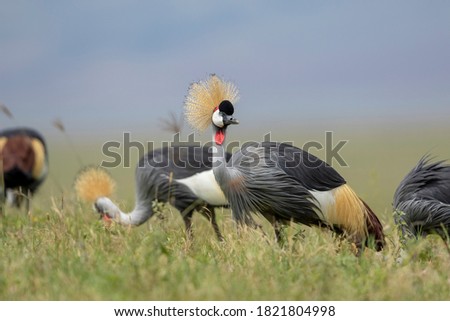 Africa, Tanzania, Ngorongoro Conservation Area, Small flock of Grey Crowned Cranes (Balearica regulorum) walking through short grass searching for insects in Ngorongoro Crater