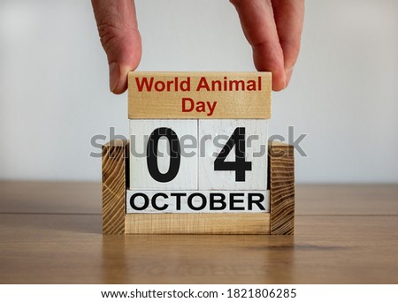 Male hand puts a block with the inscription 'World Animal Day' on cubes with the date october 04. Wooden table. Beautiful white background, copy space.