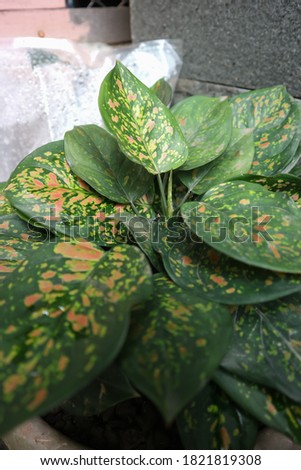 Aglonema plants look beautiful with a motive. In Indonesia call Sri Rezeki (Chinese Evergreen). Selective focus