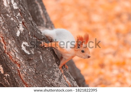 Squirrel in the autumn forest sits on a tree