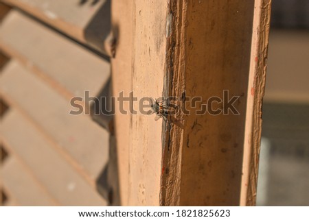 fly on a brown wooden windows