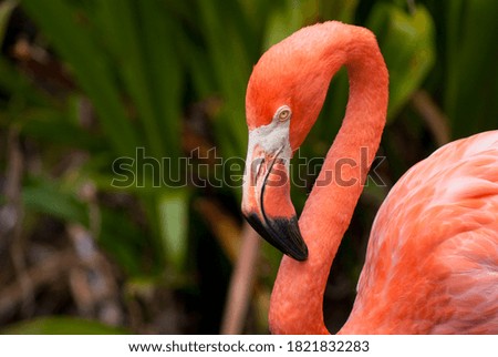 Close Up Pictures of a Flamingo in Florida