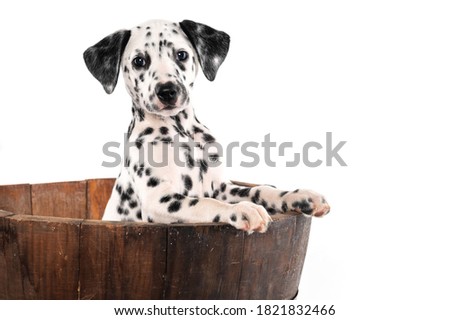 funny puppy dalmatian into a wood vase Royalty-Free Stock Photo #1821832466
