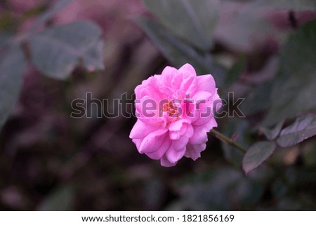 Beautiful Chinese peony in spring