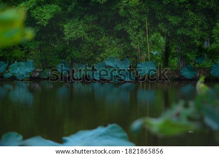  Green lotus leaves reflecting in a pond with Bamboo forest background

