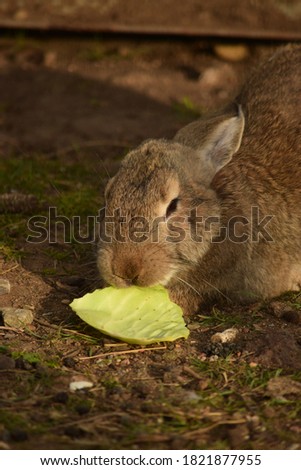 brown hare eating a green leaf