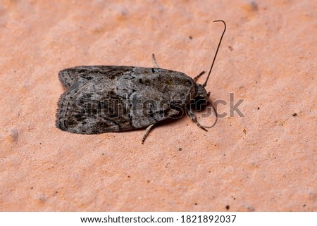 Tufted Moth of the Genus Garella