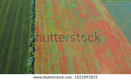 Aerial view at the field full of poppy flowers. Top drone view from above