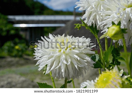 White dahlia flowers in full bloom with slim petals