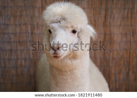 animal alpaca in captivity close-up shot