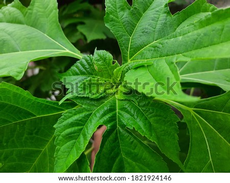 Picture of Mexican Sunflower leaves 